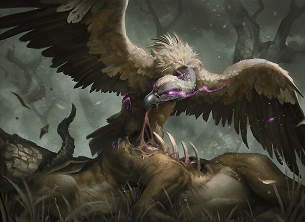 Gorging Vulture