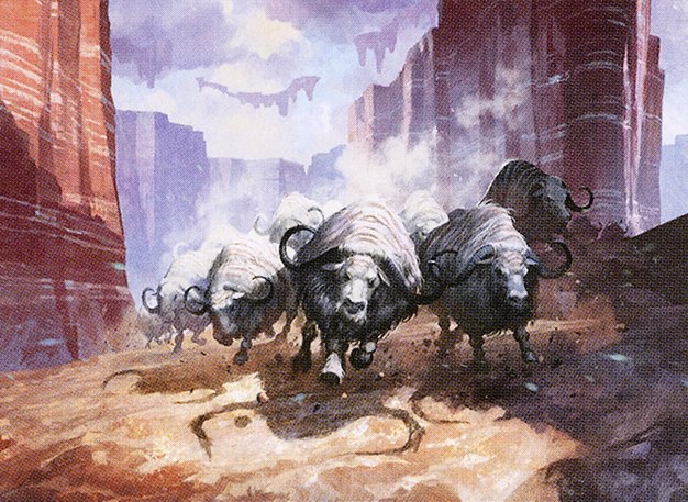 Makindi Stampede // Makindi Mesas